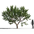 Lush Fruit Tree With Abundant Fruits And Green Leaves Standing Near Person