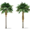 Two Tall Palm Trees With Lush Green Fronds And Textured Trunks Isolated On White Background