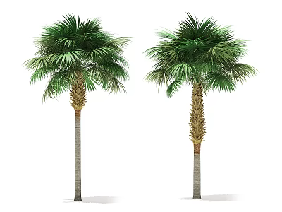 Two Tall Palm Trees With Lush Green Fronds And Textured Trunks Isolated On White Background 3d model
