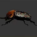Rhinoceros Beetle With Red Head Black Body And Shiny Exoskeleton On Dark Background