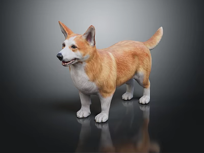 Adorable Brown And White Corgi Standing On Black Surface With Reflection 3d model