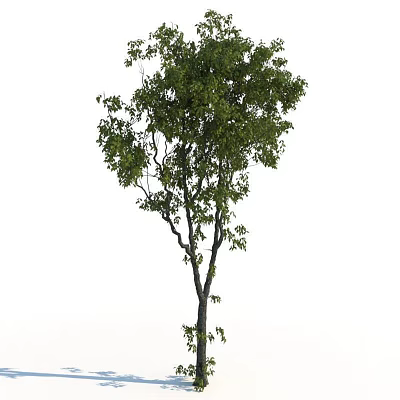 Modern tree tree bird's eye view tree 3d model