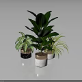Different Types of Indoor Houseplants in Various Material Pots on Dark Reflective Surface