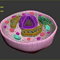 Human Organ and Hair Follicle Microscopic Structure with Cellular Components and Details