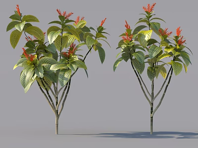 Two Flowering Plants With Green Leaves And Vibrant Red Blooms 3d model