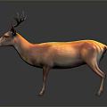 Realistic 3D Deer Model with Large Antlers and Orange Brown Fur on Dark Background