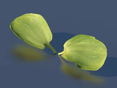 Green Leaves Floating On Blue Water With Visible Texture And Reflection 3d model