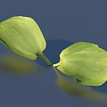 Green Leaves Floating On Blue Water With Visible Texture And Reflection 3d model