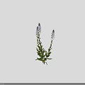 Vibrant Purple Flower Plants With Green Leaves Three Blooms And 50 To 75 Cm Height