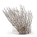 Transparent Glass Vases With Fresh Willow Branches And White Fluffy Catkins