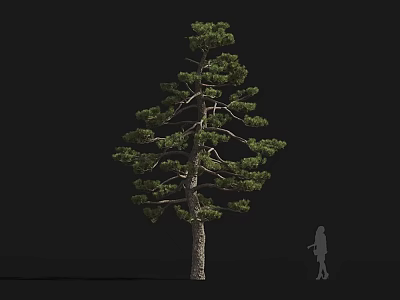 Tall Tree With Dense Green Foliage And Human Silhouette For Scale On Black Background 3d model
