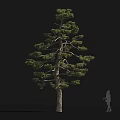 Tall Tree With Dense Green Foliage And Human Silhouette For Scale On Black Background