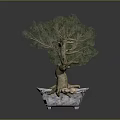 Four Bonsai Trees in Square Pots with Pebbles and Soil on Gray Background