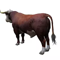 Brown And White Bull With Long Horns In Standing Pose