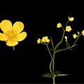 Vibrant Yellow Flowers Arranged in Elegant Vase with Green Stems and Leaves