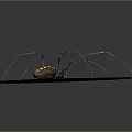 Long Legged Spider With Yellow And Black Patterned Body On Light Blue Surface 3d model