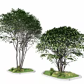 Lush Arbor Trees Featuring Green Foliage And Multiple Trunks On Square Bases