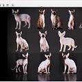 Various Reptile Species In Different Colors And Poses On Dark Background