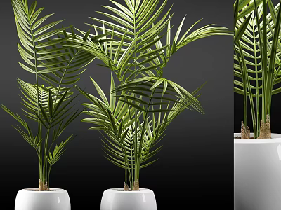 Green Leafy Potted Plants In White Ceramic Pots With Fresh Palm Fronds 3d model