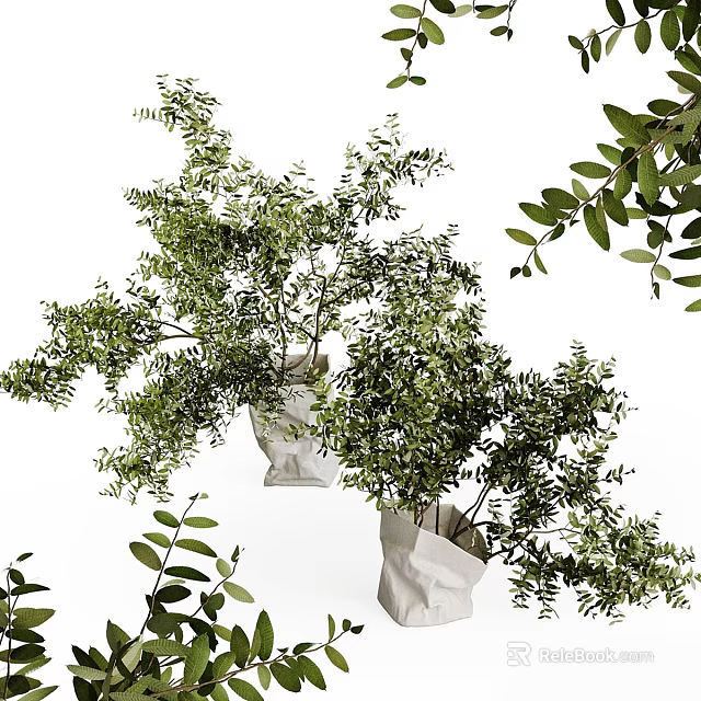 Lush Green Bonsai Potted Plants With Leafy Branches And Simple White Planters 3d model 