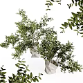 Lush Green Bonsai Potted Plants With Leafy Branches And Simple White Planters