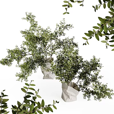 Lush Green Bonsai Potted Plants With Leafy Branches And Simple White Planters 3d model