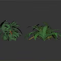 Various Indoor Plants With Different Green Leafy Species For Home Decoration
