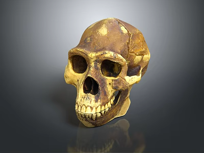Medical Device Skull Model For Anatomical Teaching And Orthopedic Training 3d model