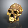 Medical Device Skull Model For Anatomical Teaching And Orthopedic Training