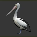 White and Black Feathered Pelican With Long Pink Beak Standing On Gray Background