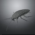 Realistic Detailed 3D Rendered Cockroach Full Body View Isolated On Dark Background