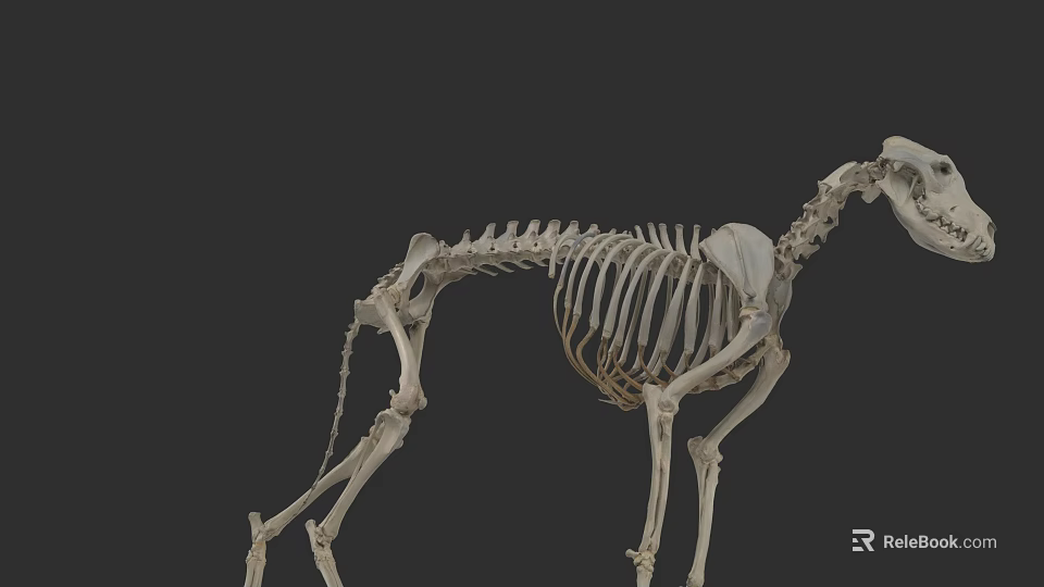 Detailed Animal Skeleton Anatomical Structure Full Body Bone Model 3d model