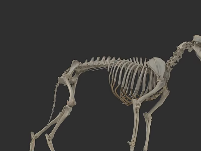 Detailed Animal Skeleton Anatomical Structure Full Body Bone Model 3d model