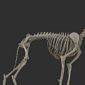 Detailed Animal Skeleton Anatomical Structure Full Body Bone Model 3d model