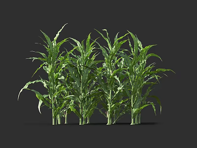 Green Corn Plants With Lush Green Leaves Growing In Isolated Black Background 3d model