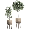 Bonsai Potted Plants Green Leafy Plants in Woven Planters with Wooden Stand Various Sizes