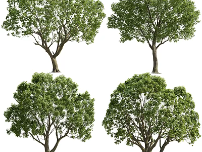 Arbor With Lush Green Foliage And Natural Trunk In Various Forms 3d model