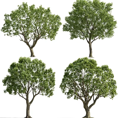 Arbor With Lush Green Foliage And Natural Trunk In Various Forms 3d model