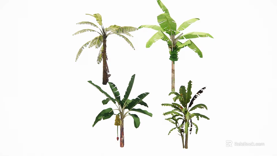 Different Tropical Arbor Species With Broad Green Leaves And Unique Trunks 3d model 