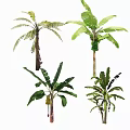 Different Tropical Arbor Species With Broad Green Leaves And Unique Trunks