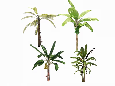 Different Tropical Arbor Species With Broad Green Leaves And Unique Trunks 3d model