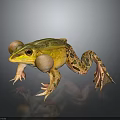 Yellow Green Spotted Frog With Inflated Vocal Sacs On Dark Background
