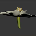 Beautiful White Flower With Open Petals And Yellow Stamens On Dark Background