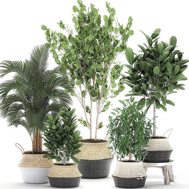 Decorative Plant Ornament Set With Wicker Baskets And Various Green Plants For Home Decor 3d model 
