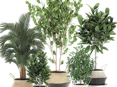 Decorative Plant Ornament Set With Wicker Baskets And Various Green Plants For Home Decor 3d model