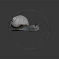 White Shelled Snail With Spiral Texture Gray Body And Tentacles On Dark Background