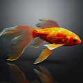 Vibrant Golden Fish With Flowing Orange Tail Swimming On Dark Background With Reflection