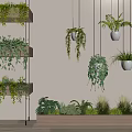Hanging Basket Plants With Lush Green Species Suspended On Indoor Wall Decor