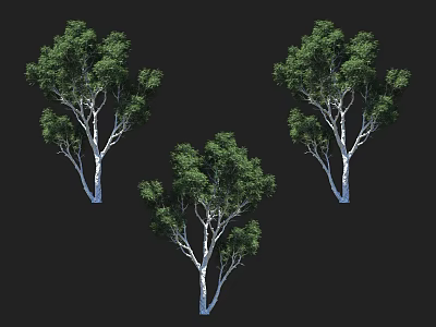 Multiple Evergreen Arbor Trees With Lush Green Leaves And White Trunks 3d model