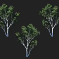 Multiple Evergreen Arbor Trees With Lush Green Leaves And White Trunks